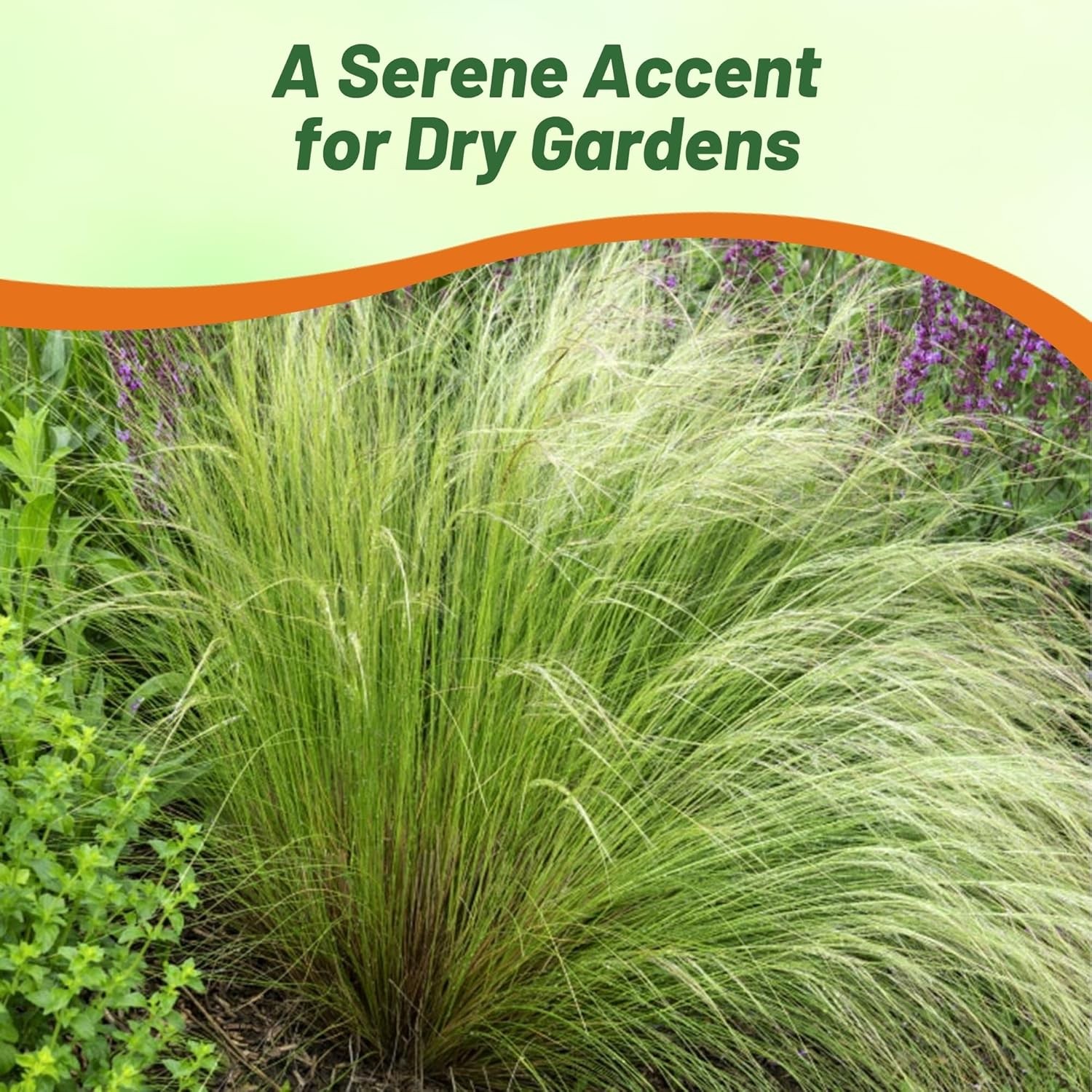 1000 Seeds Stipa Tenuissima Mexican Feather Drought Tolerant Ornamental