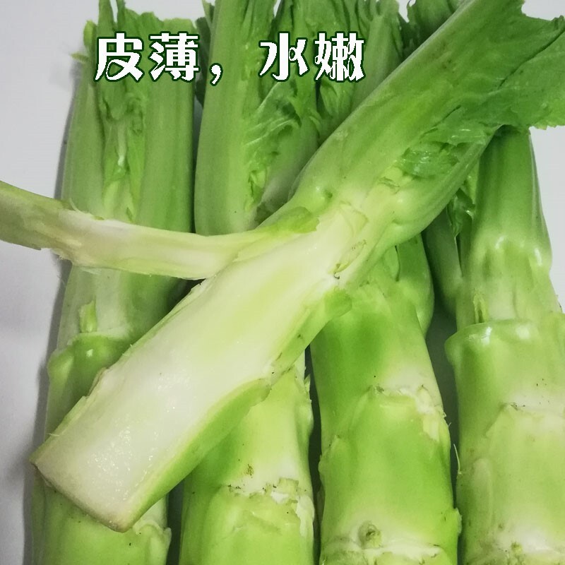 300+Brassica Juncea Var 薄皮棒菜 seeds bang mustard Seeds. 2022 NEW!