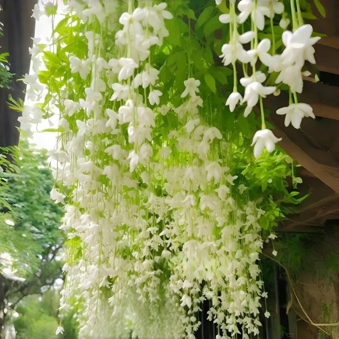 Weeping Jasmine Seeds (300 PCS) – Fragrant Cascading White Flowers, Climbing …