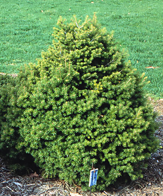 Green Douglas Fir, Pseudotsuga menziesii, Tree Seeds