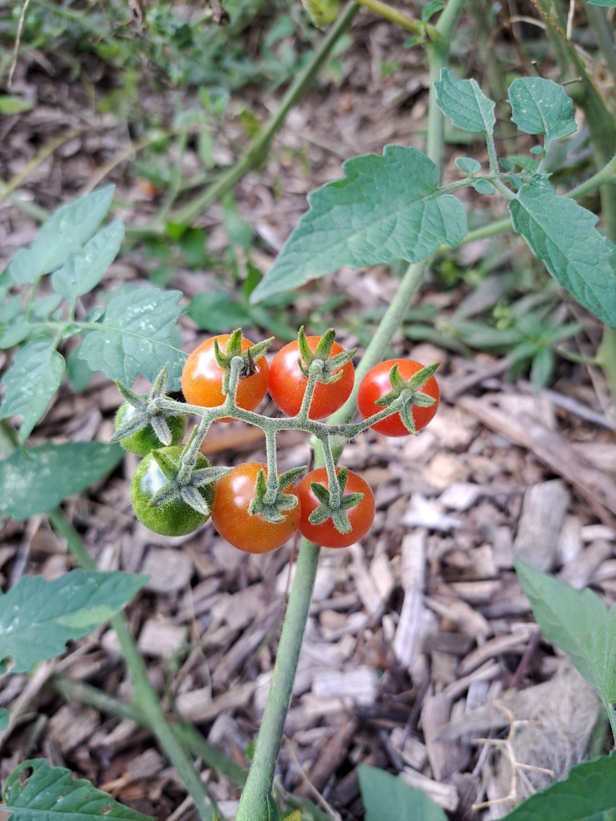 100 Everglades Tomato Seeds – Open Pollinated