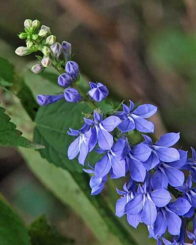Lobelia puberula | Downy Lobelia | Blue Lobelia | 150 Seeds