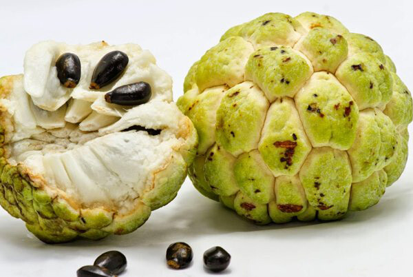 25 Seeds Organic Extra Large Sugar-Apple Custard-Apple Sweetsop Annona squamosa