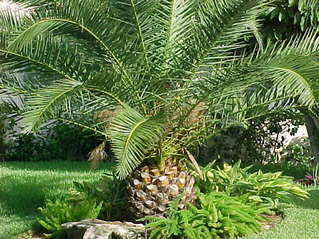 Canary Island Date, Pineapple Palm, Phoenix Canariensis 4 Live Plants, 10″ – 12″