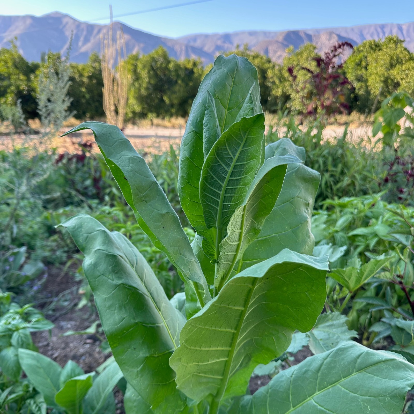 Shirazi Tobacco Seeds: Persian Heirloom USDA Certified Organic USA Grown Non-GMO