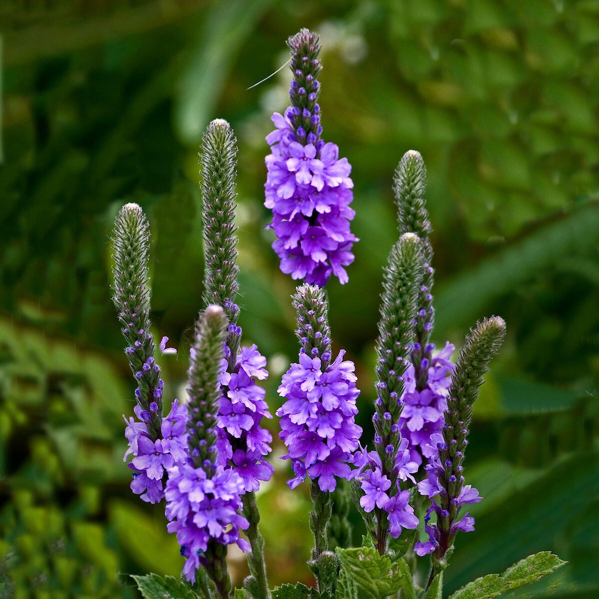 2000 Hoary Vervain Wildflower Seeds – Everwilde Farms Mylar Seed Packet