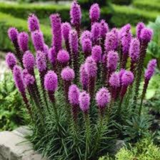 GAYFEATHER SEEDS, 50 Seeds, Liatris Plant, Blazing Star, Perennial, Organic
