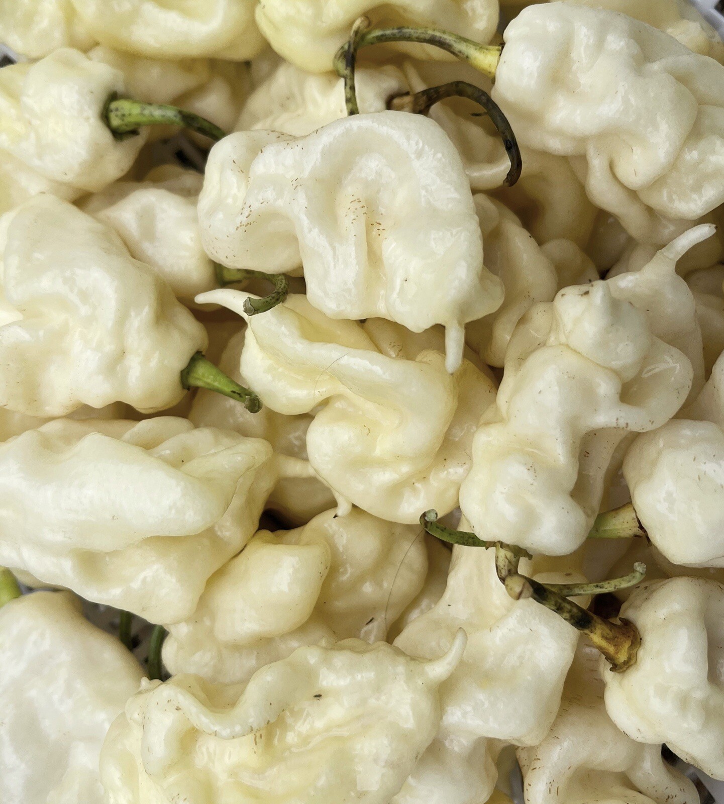 50 White Ghost Scorpion Superhot Pepper Seeds