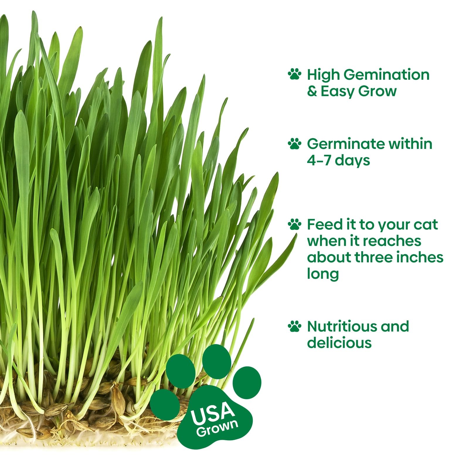 Cat Grass Seeds 8oz, Wheat & Oat Seeds Mix
