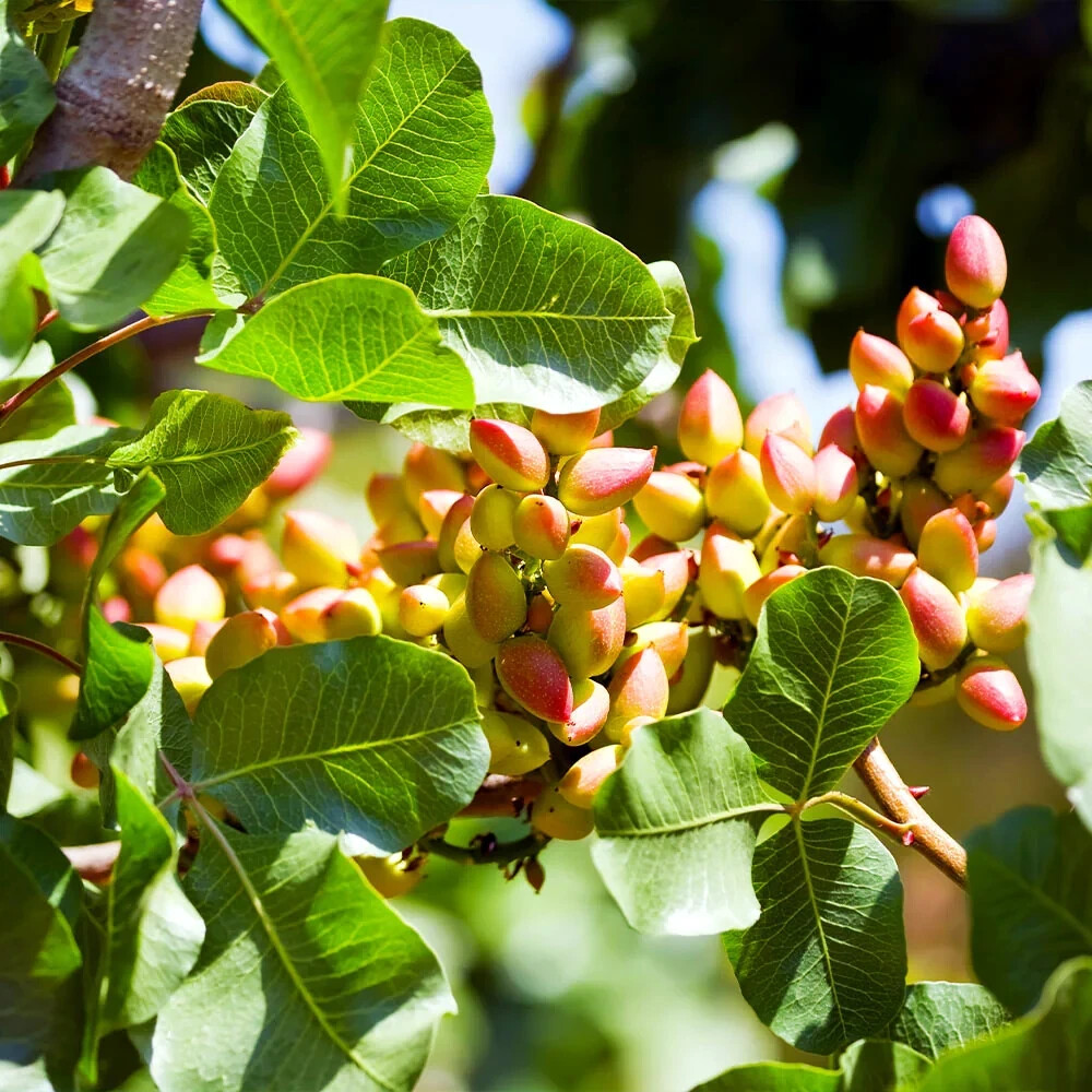 Pistachio Nut Tree Seeds (Pistacia vera) Hardy-Zone 7 Edible Garden Plant