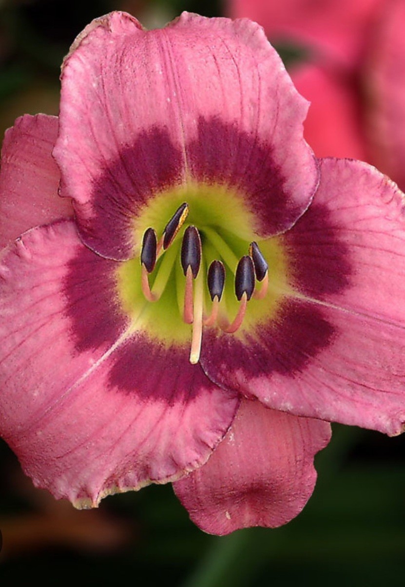 Reblooming Always Afternoon Daylily Hemerocallis One Rooted Starter Plant