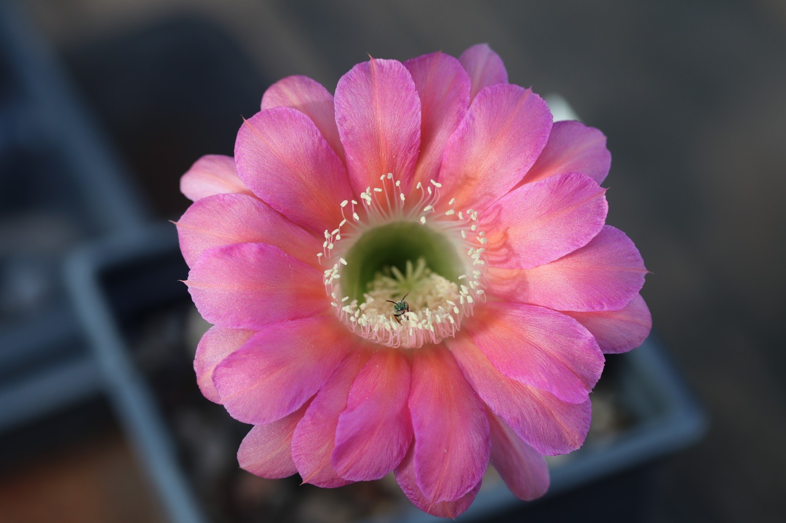 Echinopsis hybrid ‘Tricolor’
