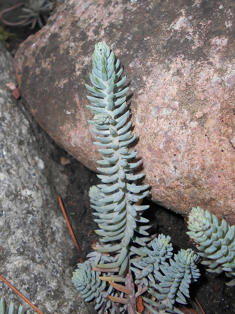 SEDUM BLUE SPRUCE 200 SEEDS, HARDY SEDUM, YELLOW FLOWERS IN SUMMER, EZ TO GROW.