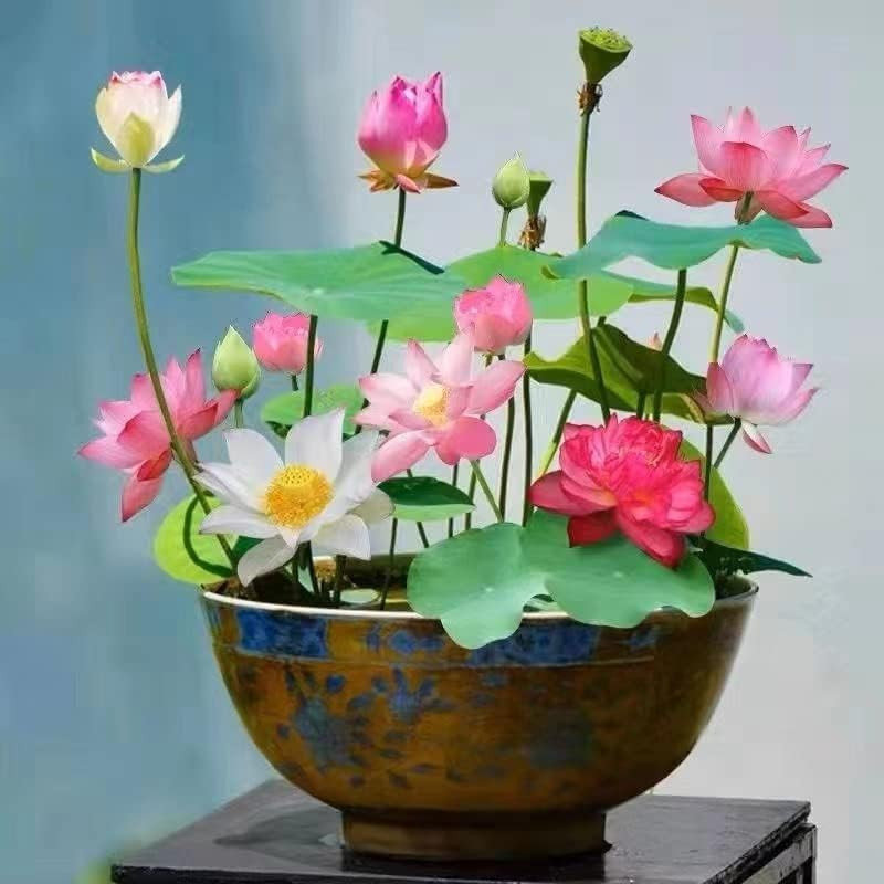 10pcs Mixed Pink, Red & Green Color Bowl Lotus Seeds for Planting Beautiful Wate