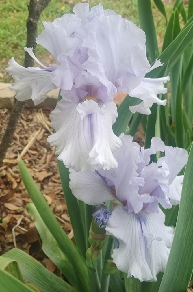 (4) TALL BEARDED IRIS RHIZOME RANDOM MIX BEAUTIFUL FLOWERS ROOT GARDEN PLANTS