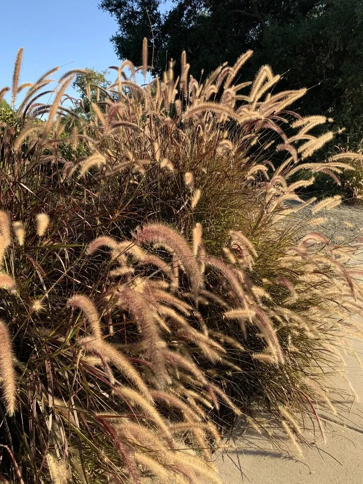 Purple Ornamental Grass, Pennisetum, Dark Burgundy – 100+ fresh seeds – USA