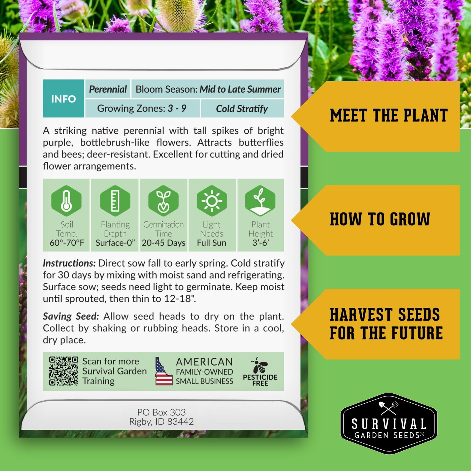 – Dense Blazing Star (Liatris spicata) | Gayfeather | Prairie Feather | North…
