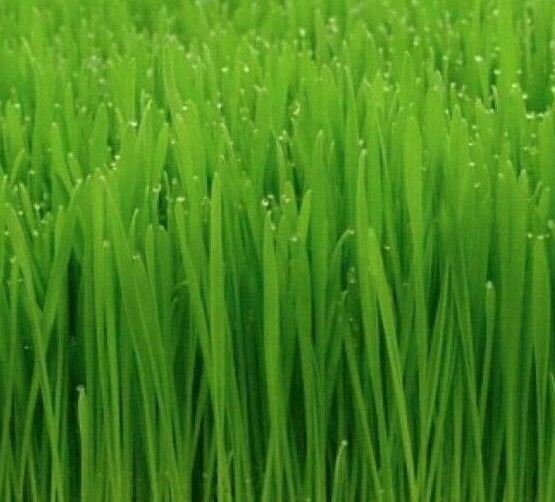 CAT GRASS SEEDS 50+ CAT WHEAT GRASS indoor PLANT GARDEN kitty MEOW FREE SHIPPING