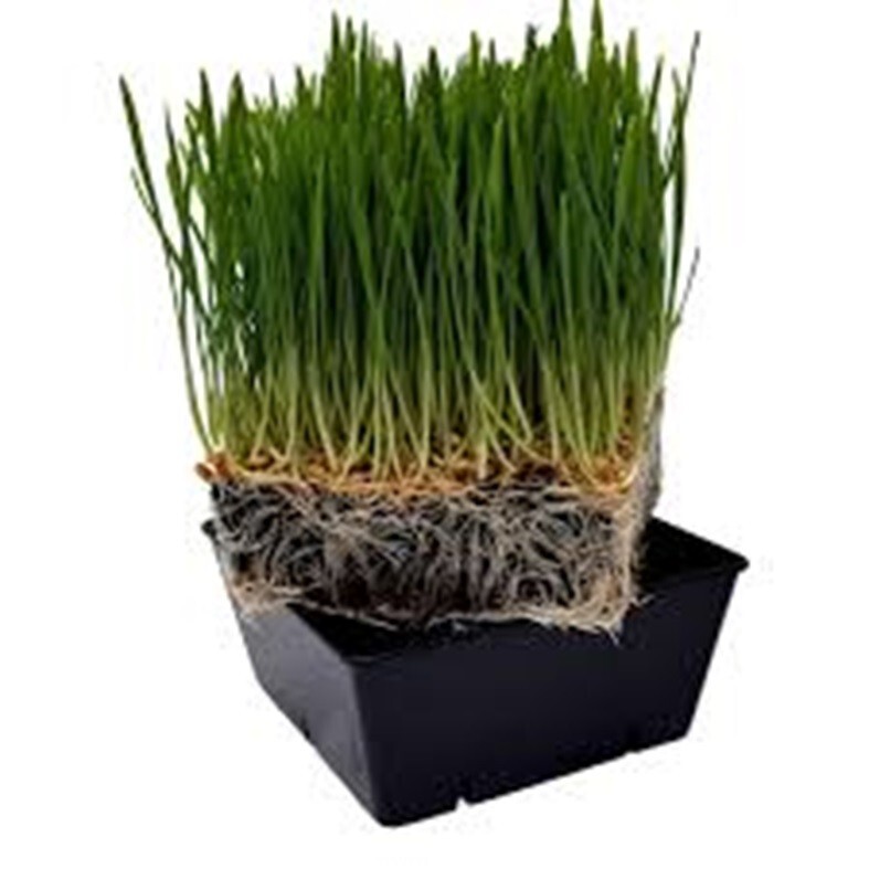 Cat Grass Seeds choose Rye, Oat or Blend seeds Quick Growth FAST Free Shipping