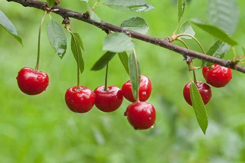 Montmorency Sour Cherry Tree 10 – 50 Seeds Tart Fruit NON-GMO Fresh Harvest
