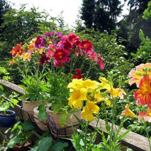 Painted Tongue SUPERBISSIMA Mix HEIRLOOM salpiglossis Non-GMO 500 Seeds