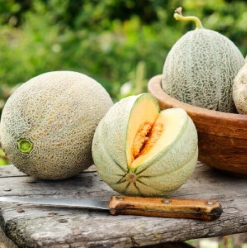 Honey Rock Canteloupe 25 Seeds Sugar Rock compact melon tough rind 80 days!