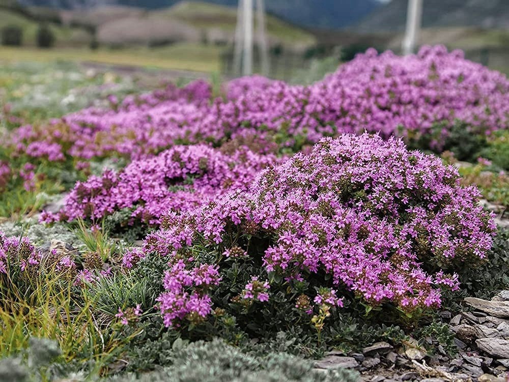 Creeping Thyme mix purple scarlet red, 100 Seeds -ground cover Perennial Non-GMO