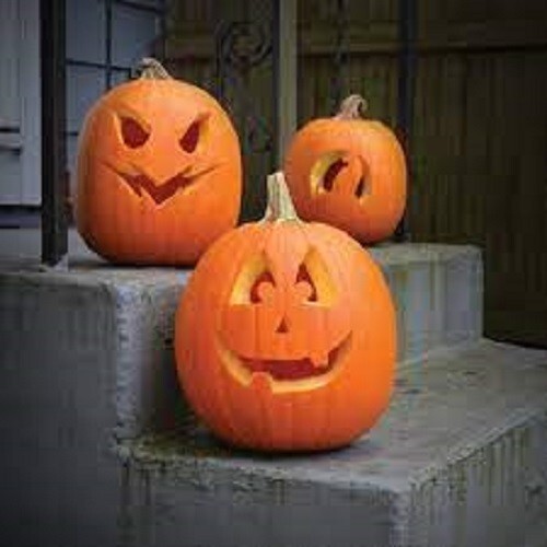 Premium Jack O Lantern Pumpkin – Fresh Heirloom Seeds – Perfect Carving Pumpkin!