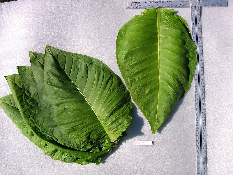 1000 NB 11 Tobacco Seeds ~ Burley Type Heirloom Non-GMO Nicotiana Tabacum