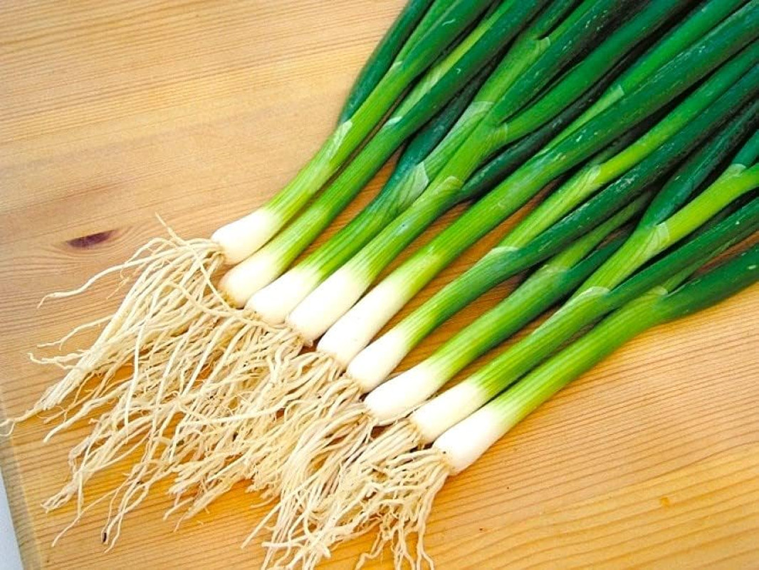 Bunching Green Onion Seeds Scallions about 300 Non-Gmo Seeds for Planting