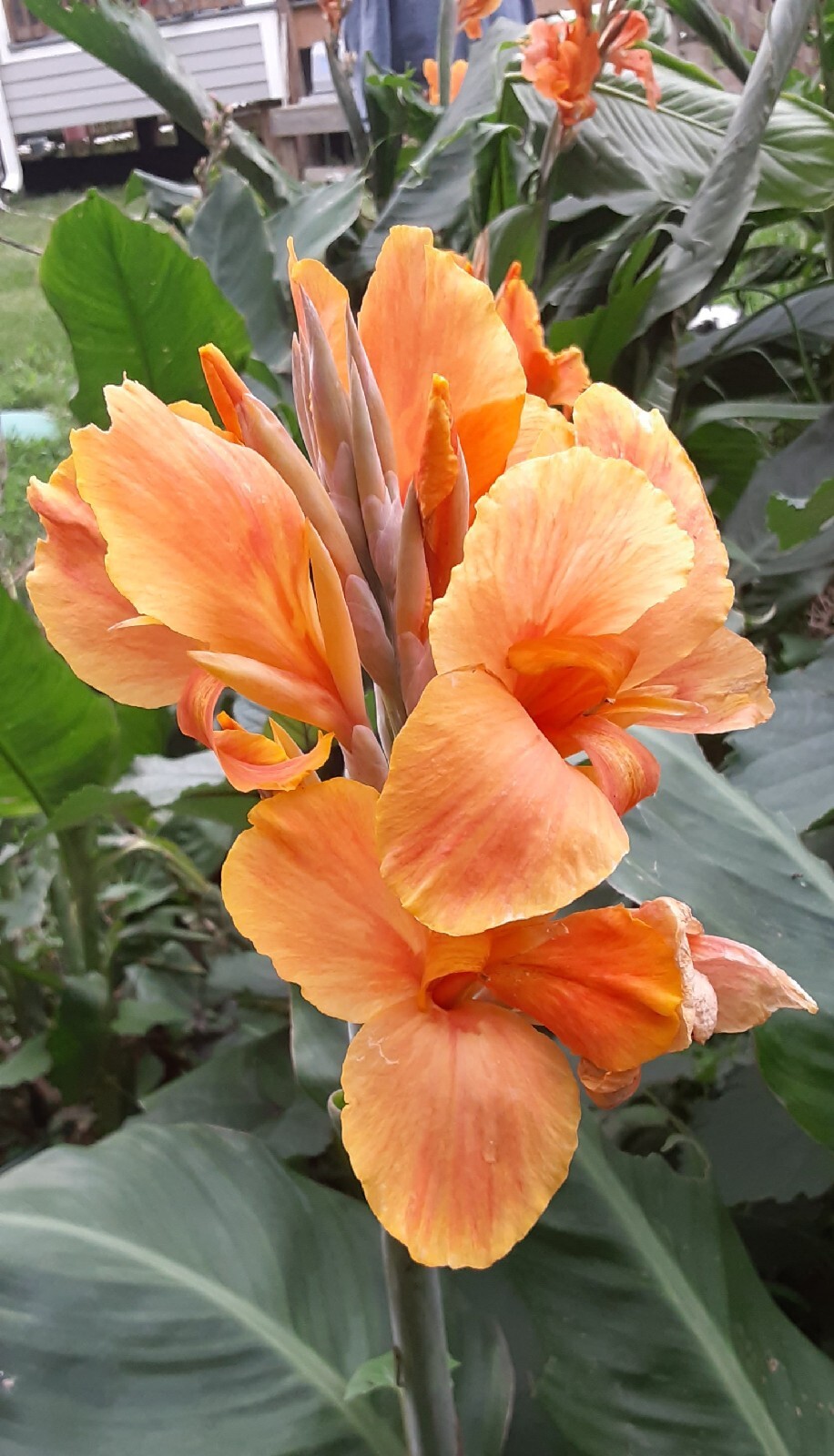 Sunrise Canna Lilly Bulbs (2 Count)