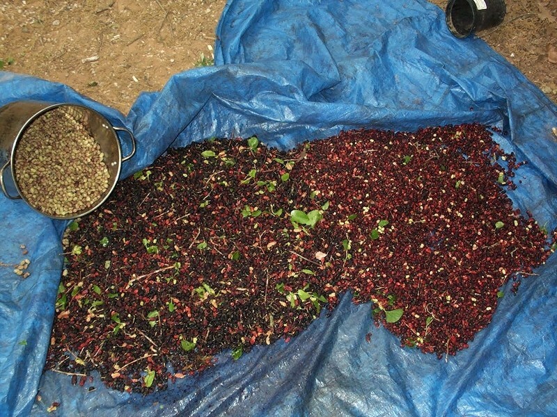 White Mulberry Tree – 100 seeds – Morus album