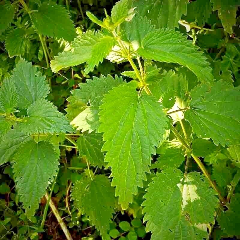 2000+ STINGING NETTLE SEEDS HEIRLOOM SPRING PERENNIAL HERB MEDICINAL POLLINATORS