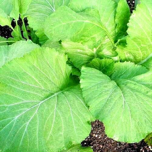2000+ MUSTARD FLORIDA BROADLEAF AUTUMN SEEDS MICROGREENS HEIRLOOM GARDEN NON-GMO