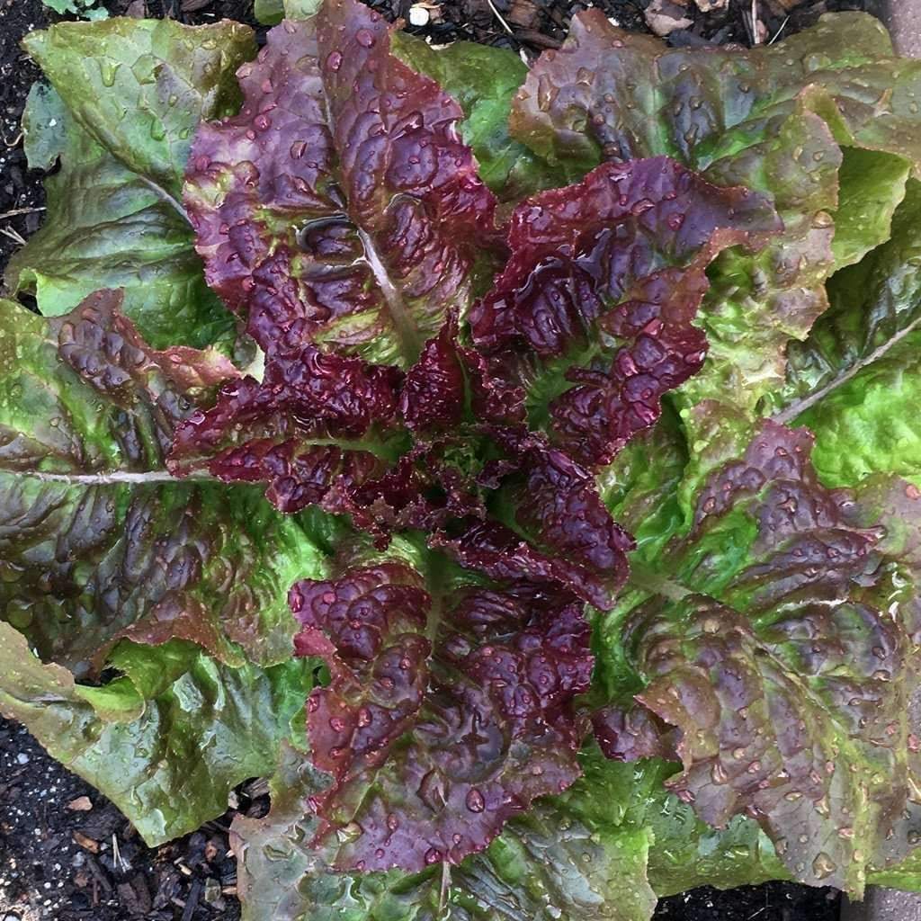 Prizehead Lettuce Seeds 600+ Vegetable Salad Garden NON-GMO USA FREE SHIPPING