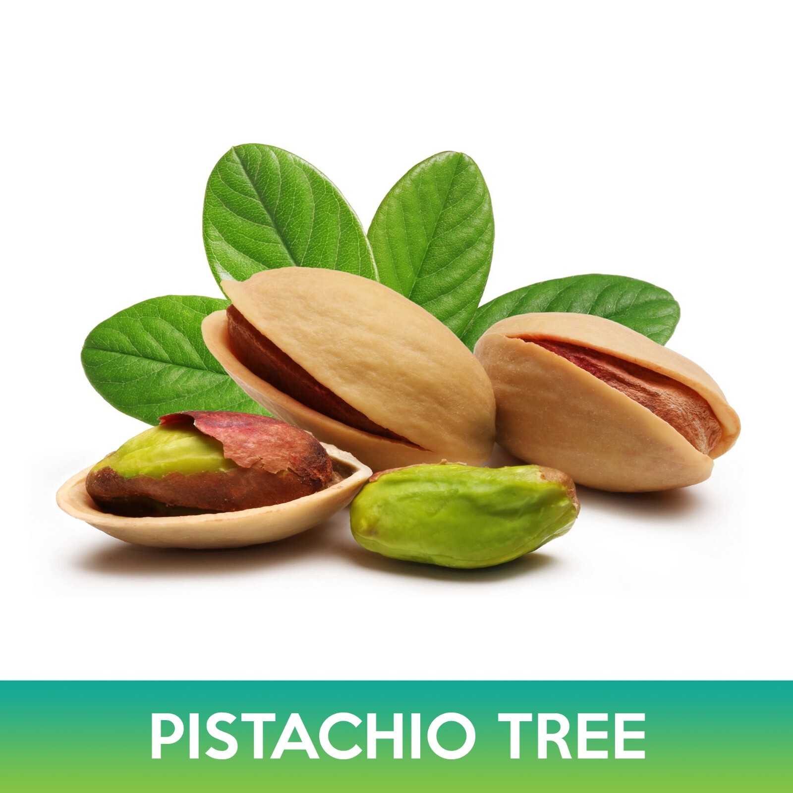Pistachio Tree Seeds, Pistacia Vera