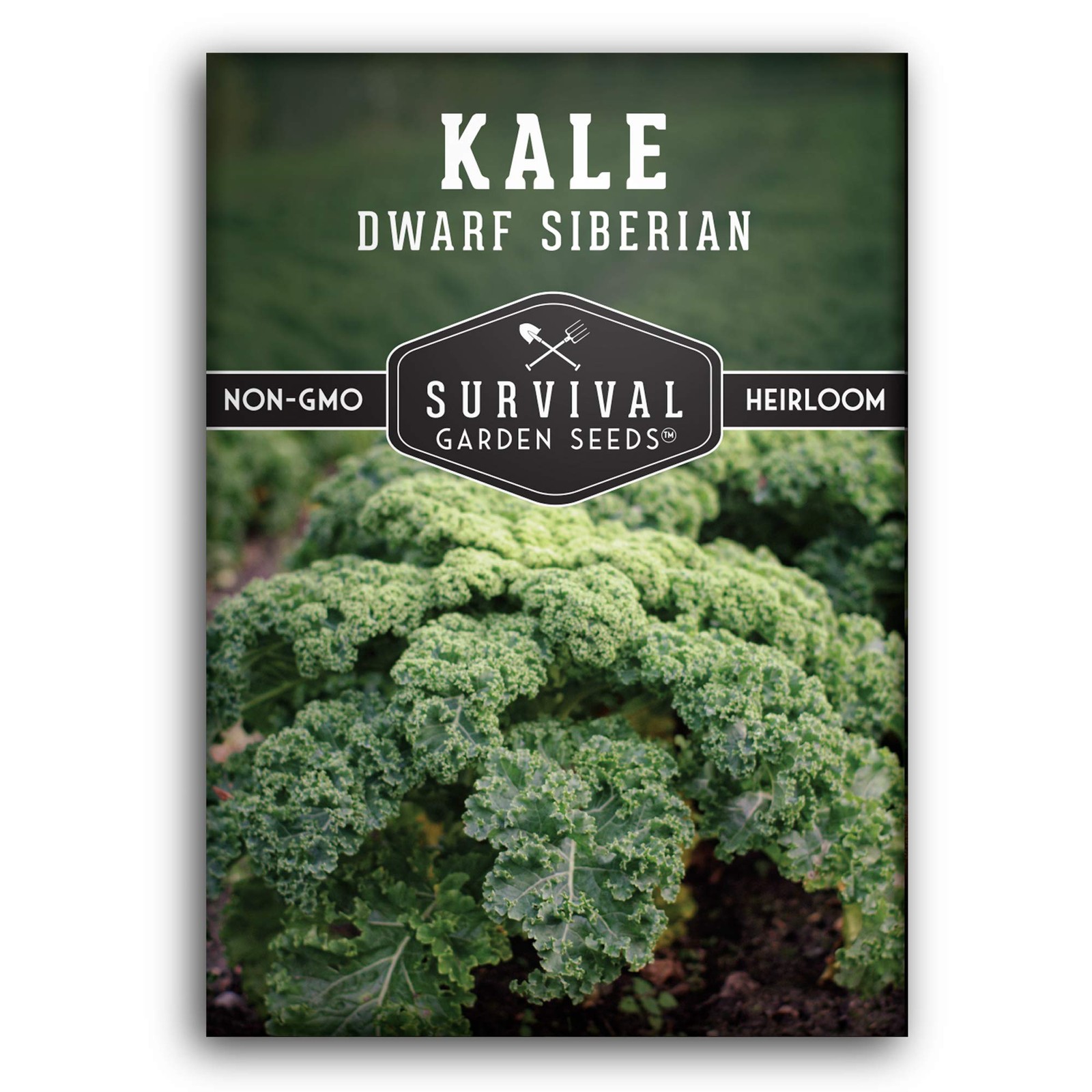 Dwarf Siberian Kale Seeds – Heirloom Baby Kale – Cold Hardy, Heat Tolerant –