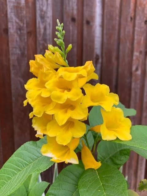 Yellow Bells Tecoma Stans – (200 Seeds + Detailed Growing Guide)