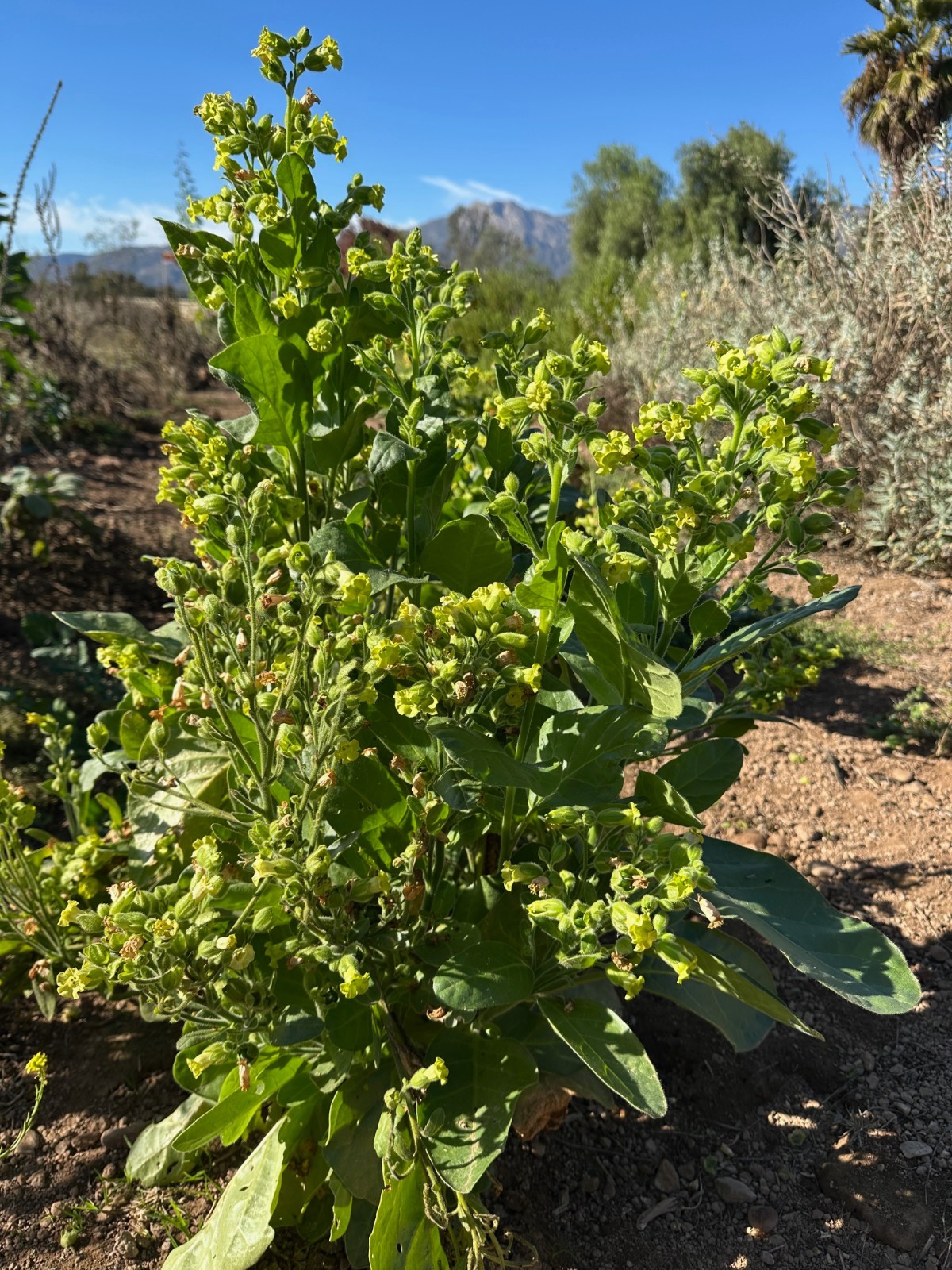 Organic Rustica Tobacco Seeds: 100 Seed Packet Bulk Pack Heirloom Nicotiana