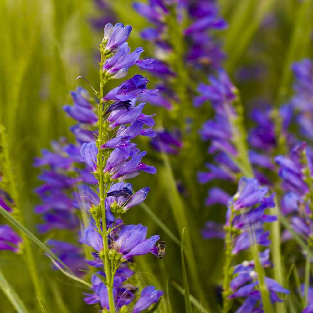 5000 Seeds Drought Tolerant Rocky Mountain Penstemon Flower Seed For Xeriscaping