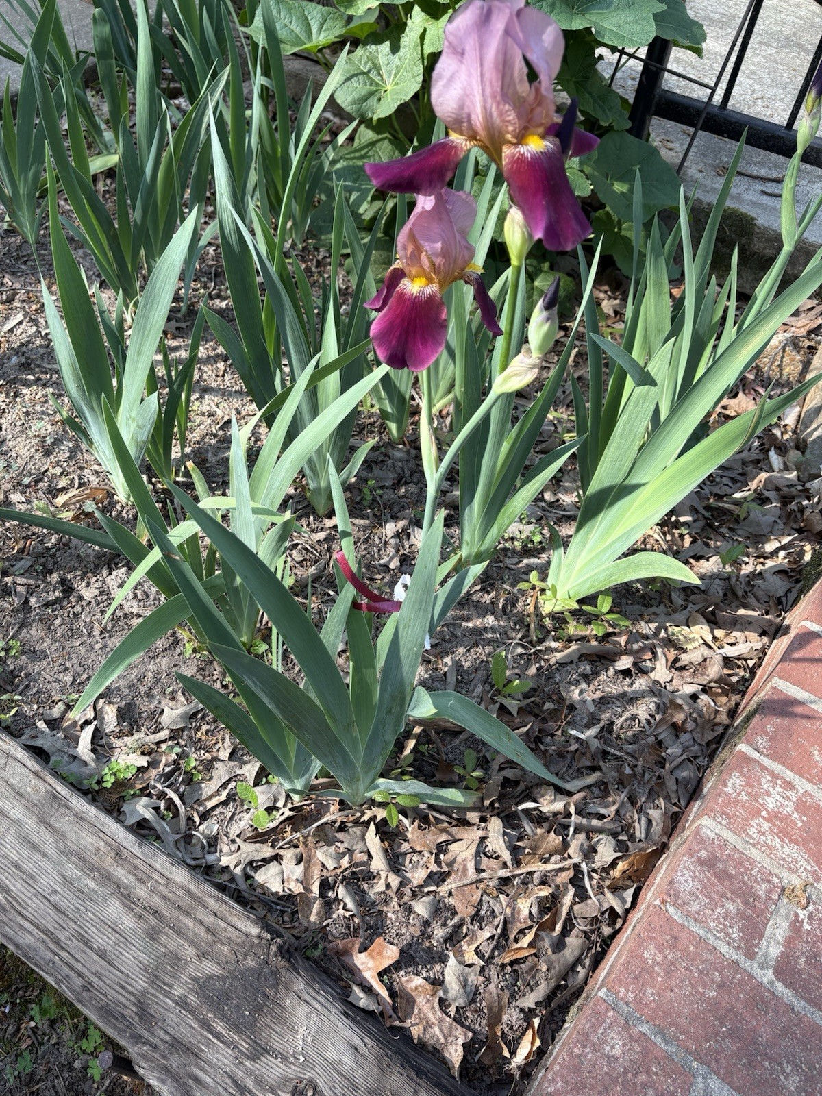 Iris Bulbs, Pink Magenta, Indian Chief, 5 Freshly Dug