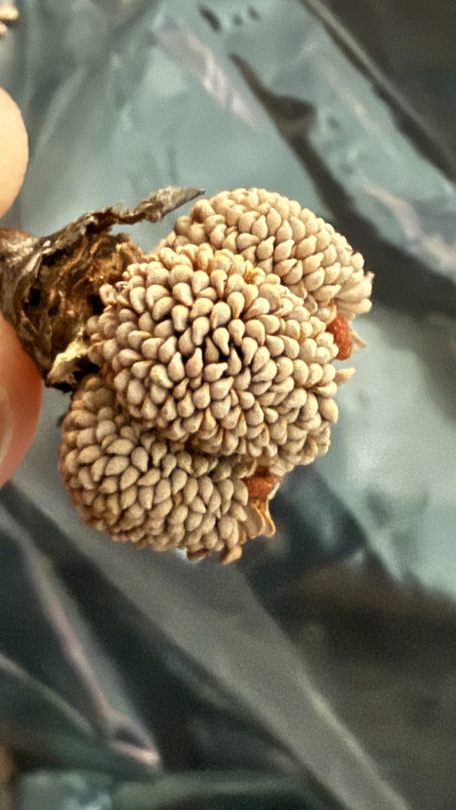 Sarracenia Seeds – JAR590 S. Capleton (Jerry Addington) x Self