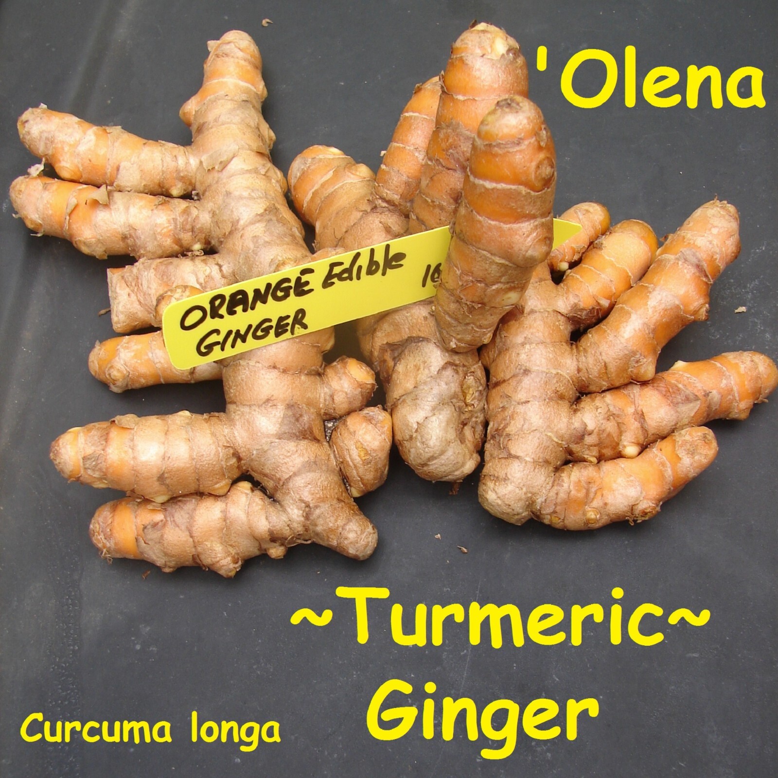 3 Fresh ~TURMERIC~ SPICE Turmeric Roots Curcuma Longa Ready To Plant or eat