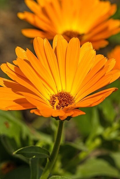 Calendula Seeds (Calendula officinalis), organic