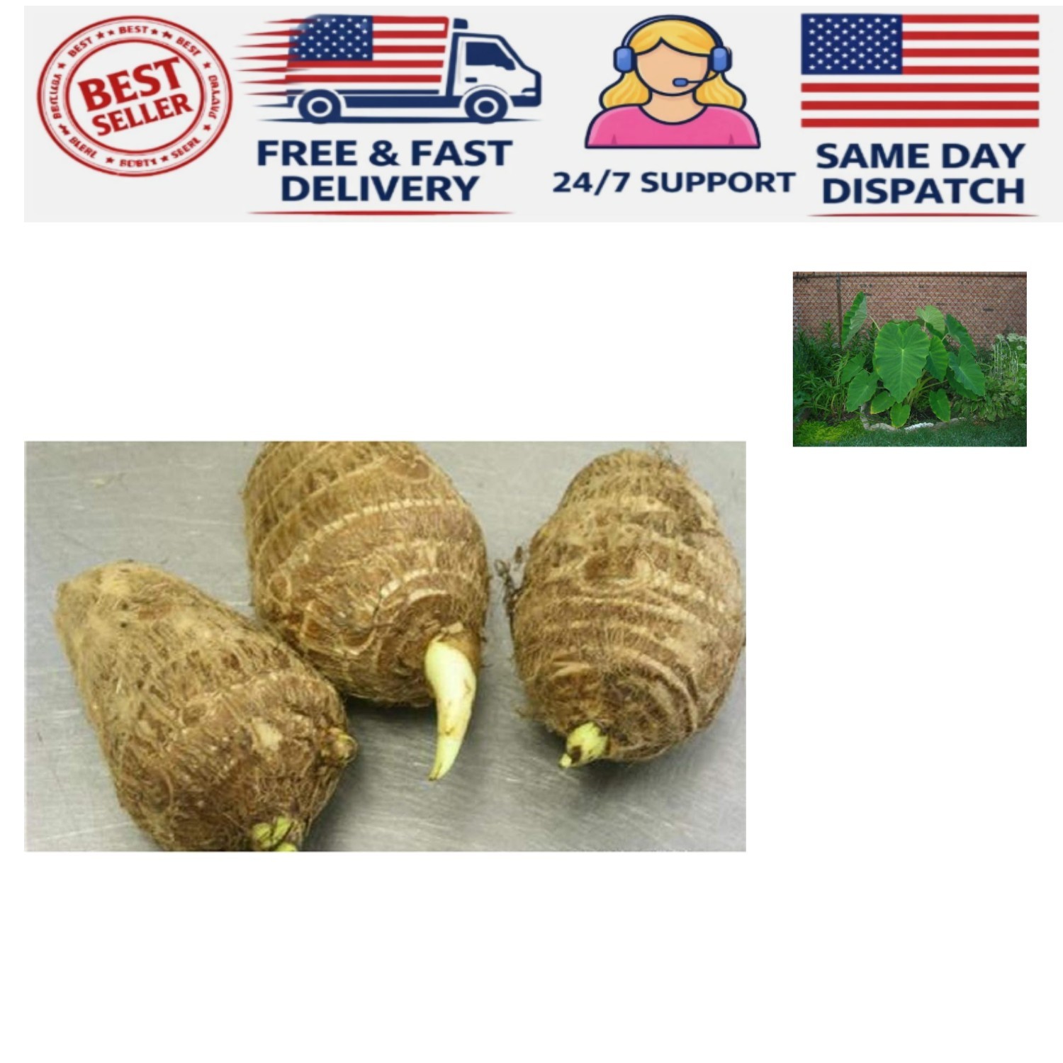 3 Live Colocasia Esculenta Elephant Ear Taro Bulbs – Air Purifying & GMO Free