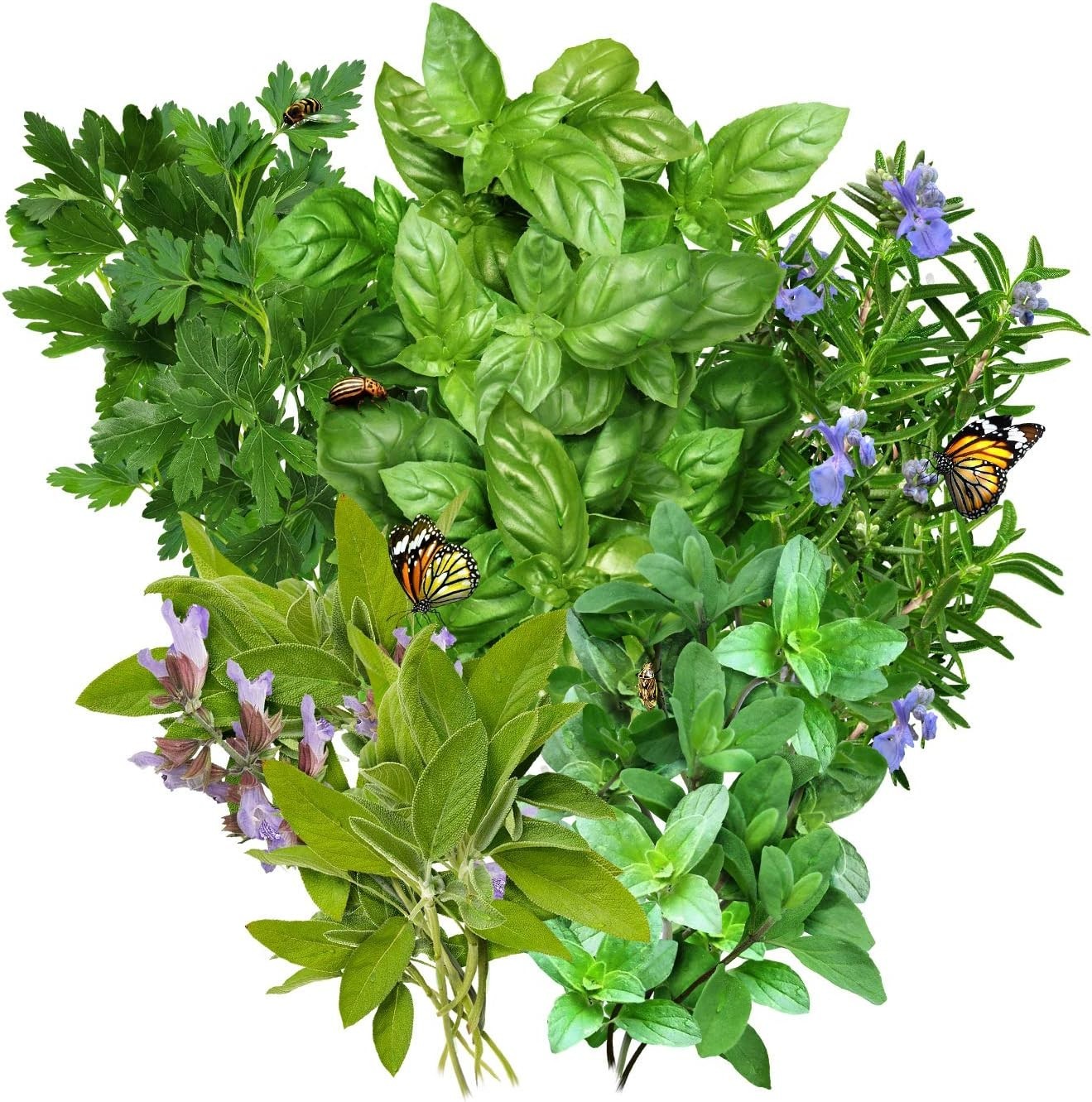 Grow Fresh Culinary Herbs – Italian Seed Variety Pack with Oregano, Basil & More