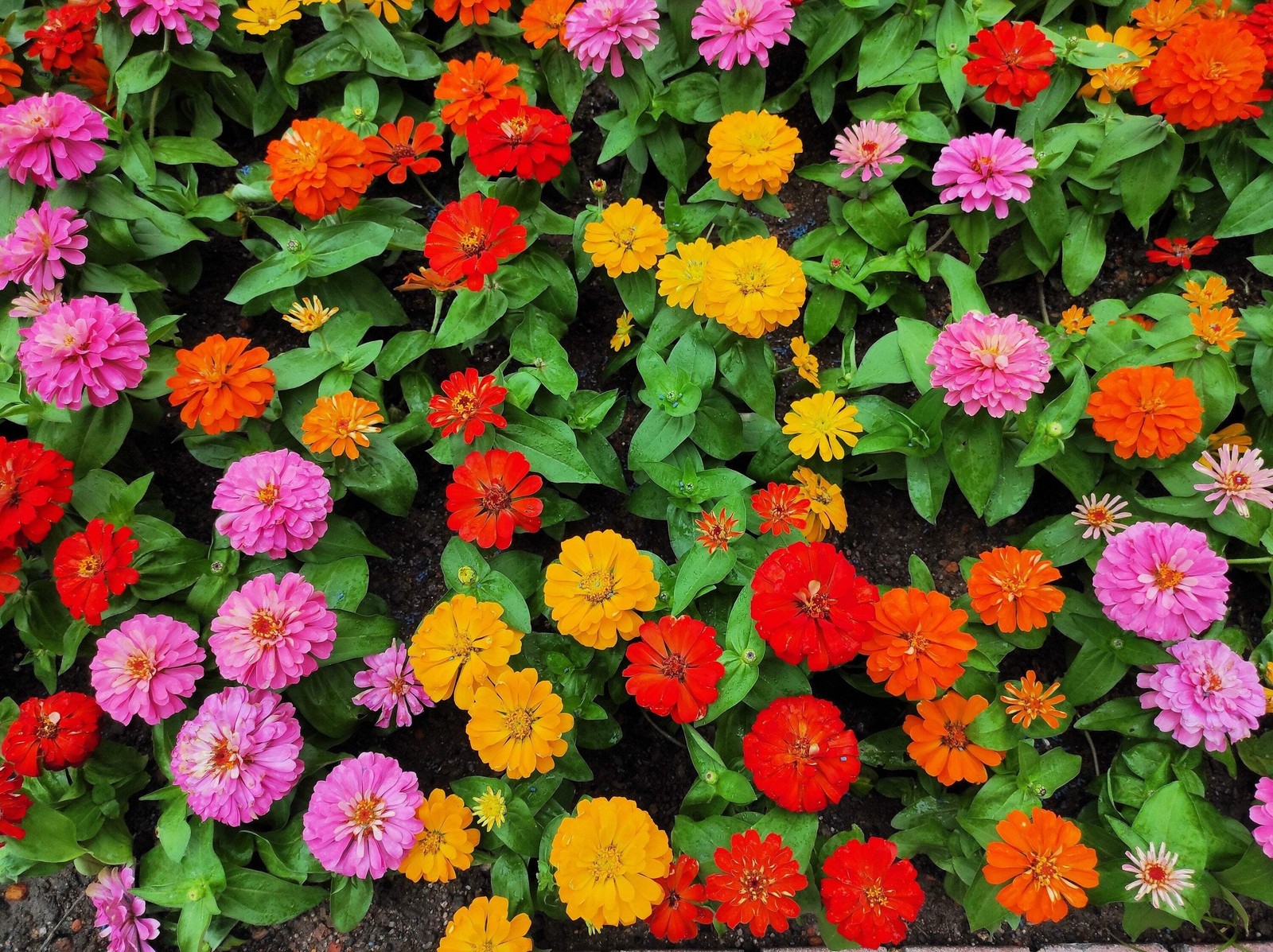 500 MIXED COLORS CALIFORNIA GIANT ZINNIA Elegans Flower Seeds *Flat S/H