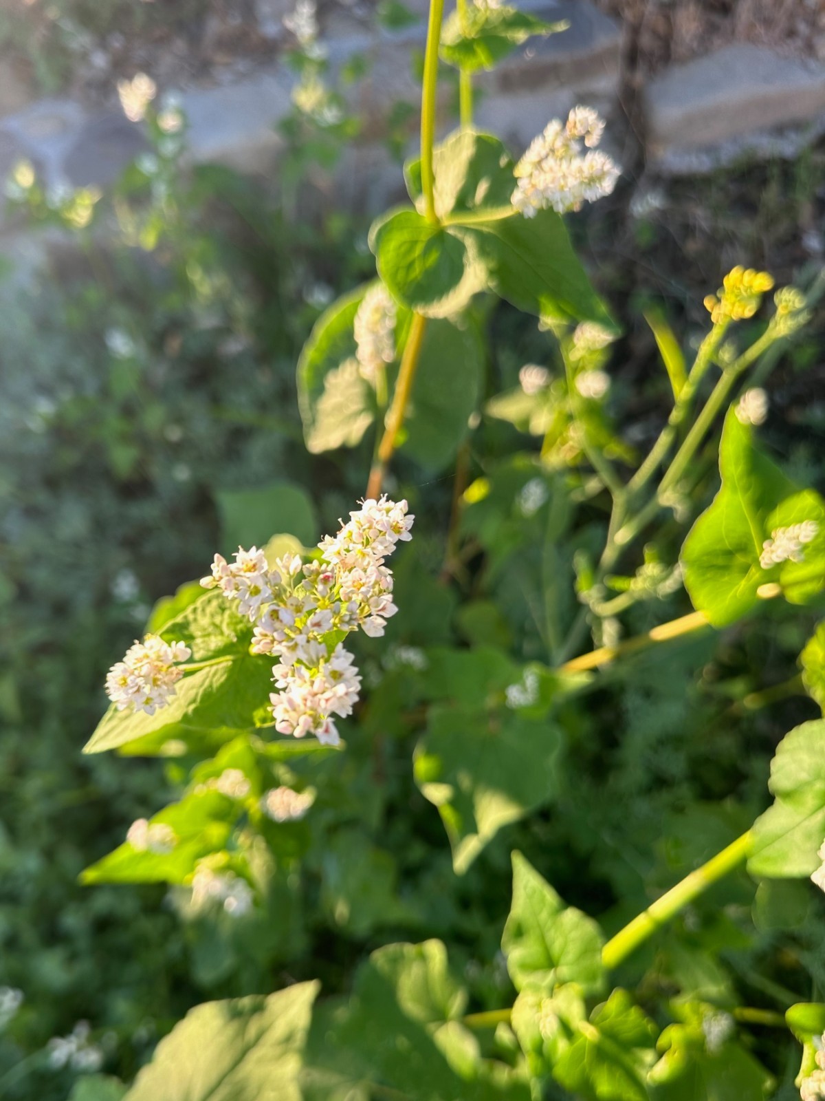 Buckwheat Seeds for Planting: Fast Growing Organic Bulk Cover Crop Seed Packet