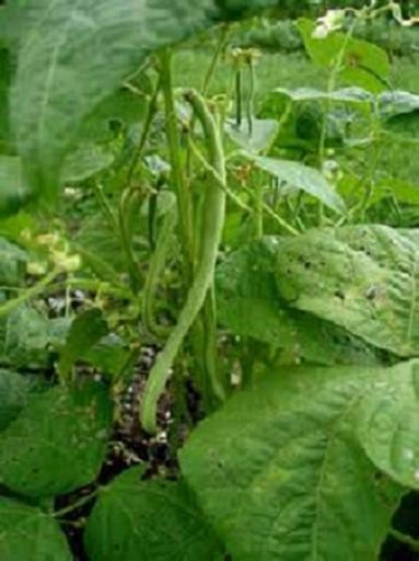 KENTUCKY WONDER BUSH Bean Seeds, Heirloom Seeds – NON GMO, A kitchen favorite.