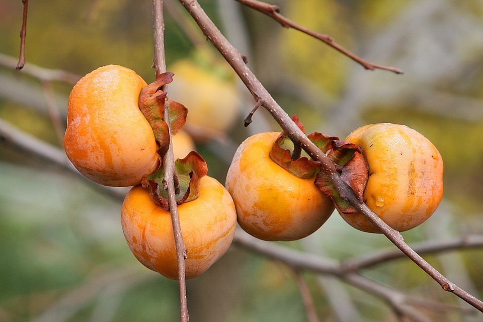 10 ITALIAN PERSIMMON TREE Dateplum Date Plum Fruit Diospyros Lotus Seeds